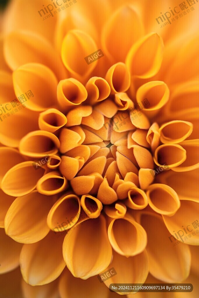 菊花開黃色小花桔紅色