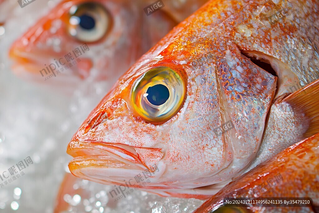紅魚魚頭