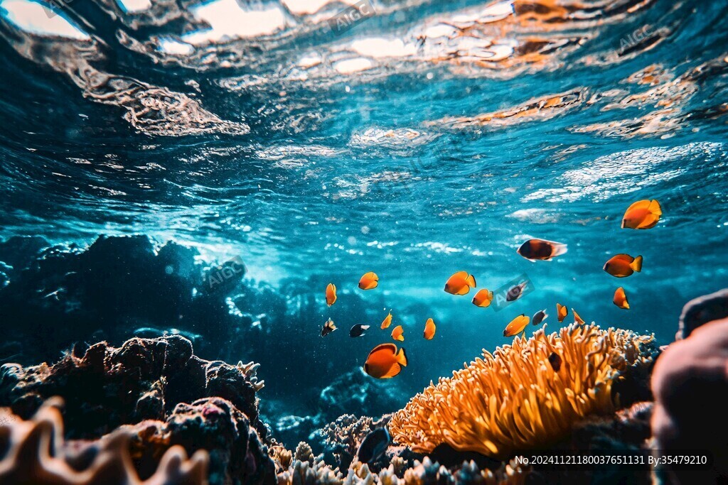 海底世界珊瑚風光