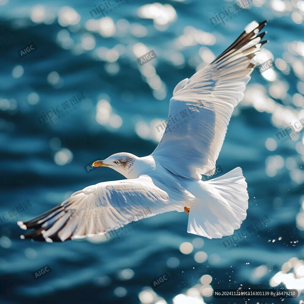 高清海鷗圖