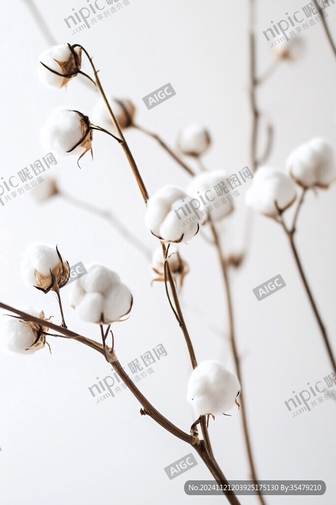 唯美棉花