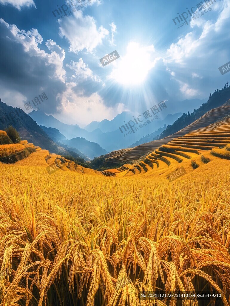 陽光稻田美景