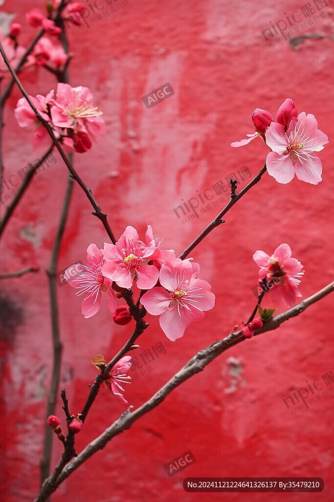 紅墻桃花