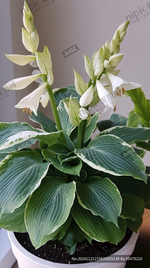 寶蓮燈花卉