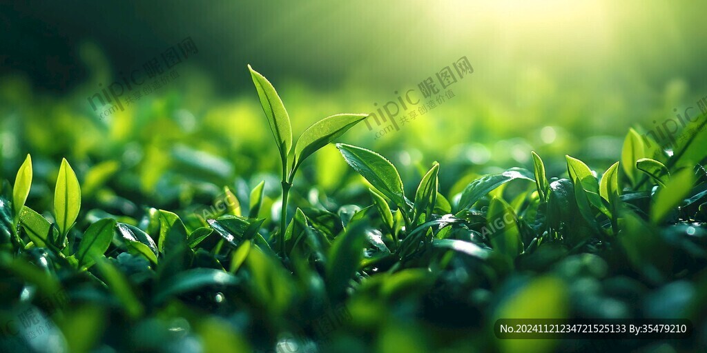 陽光茶芽