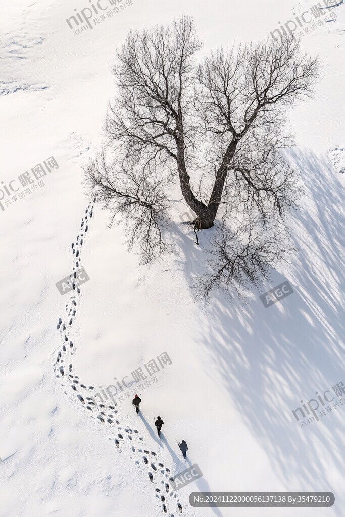 雪地上樹影