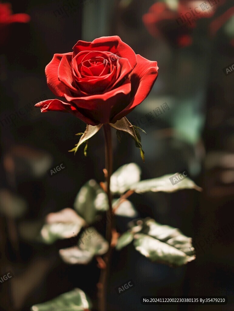 情人節(jié)玫瑰紅月季花