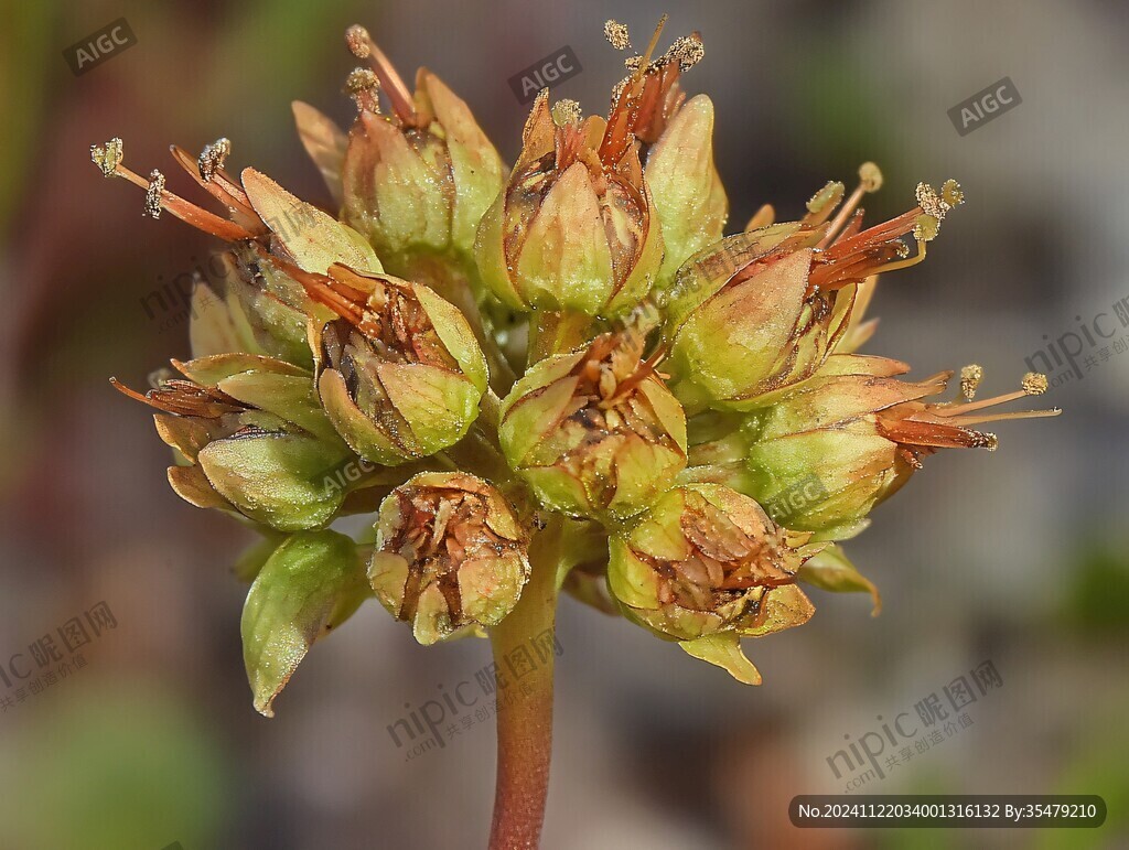 近攝結(jié)香花花蕾