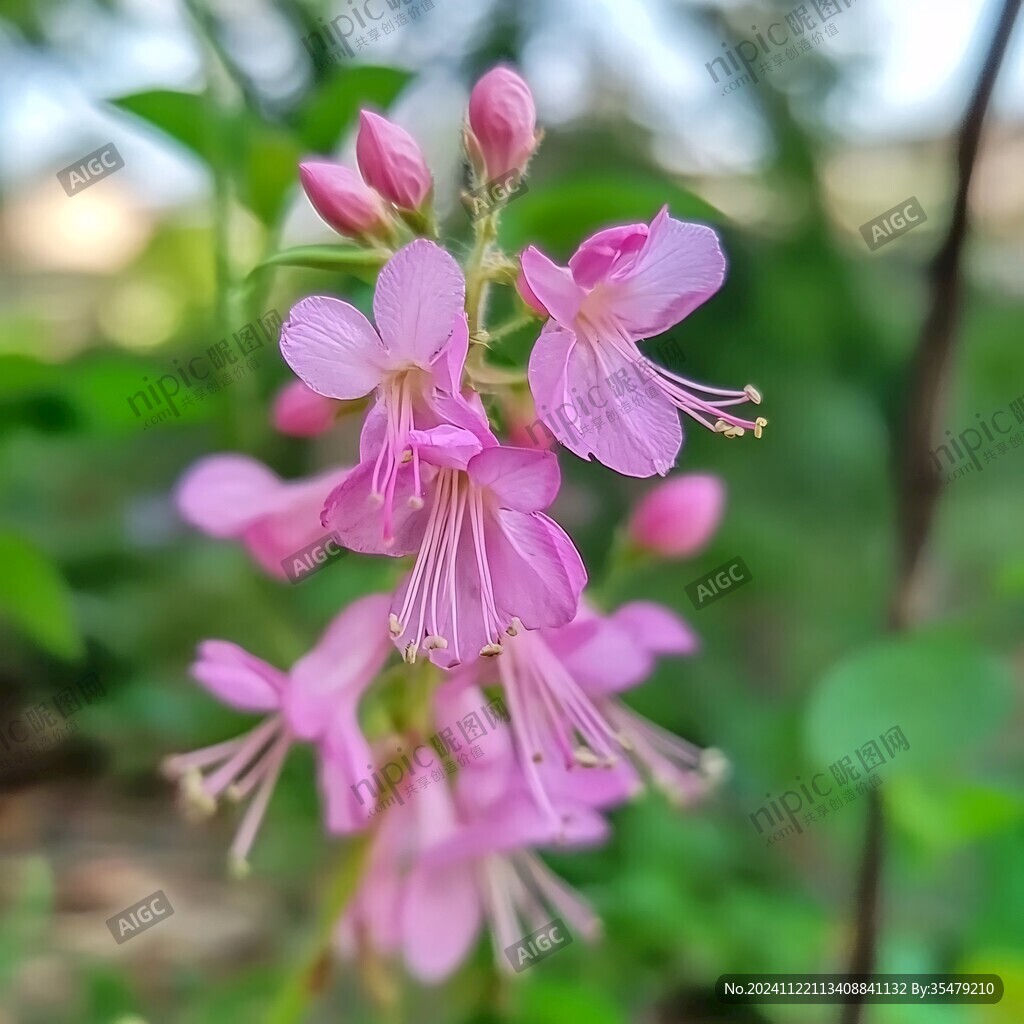寶蓮燈花
