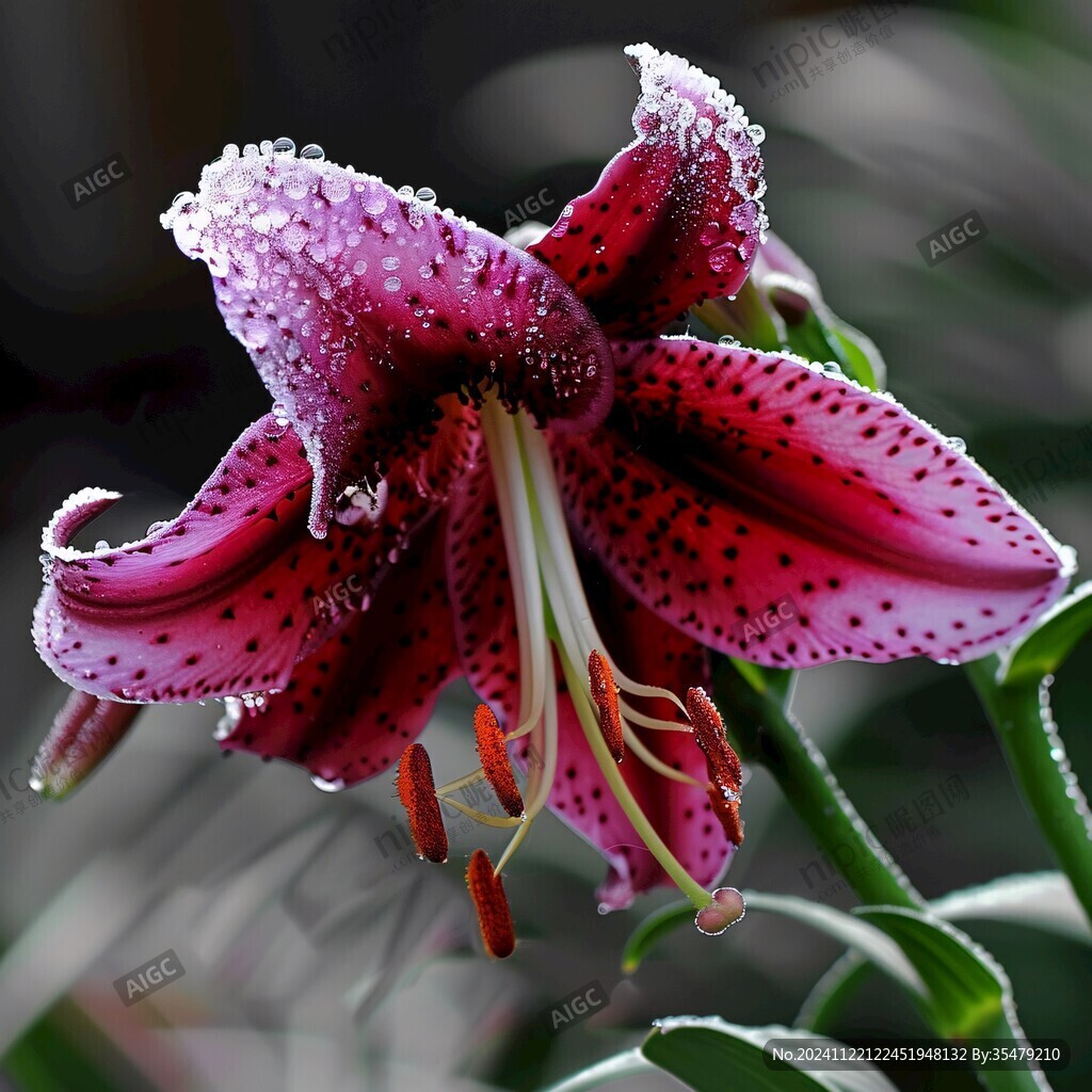 花盆栽頂冰花野百合