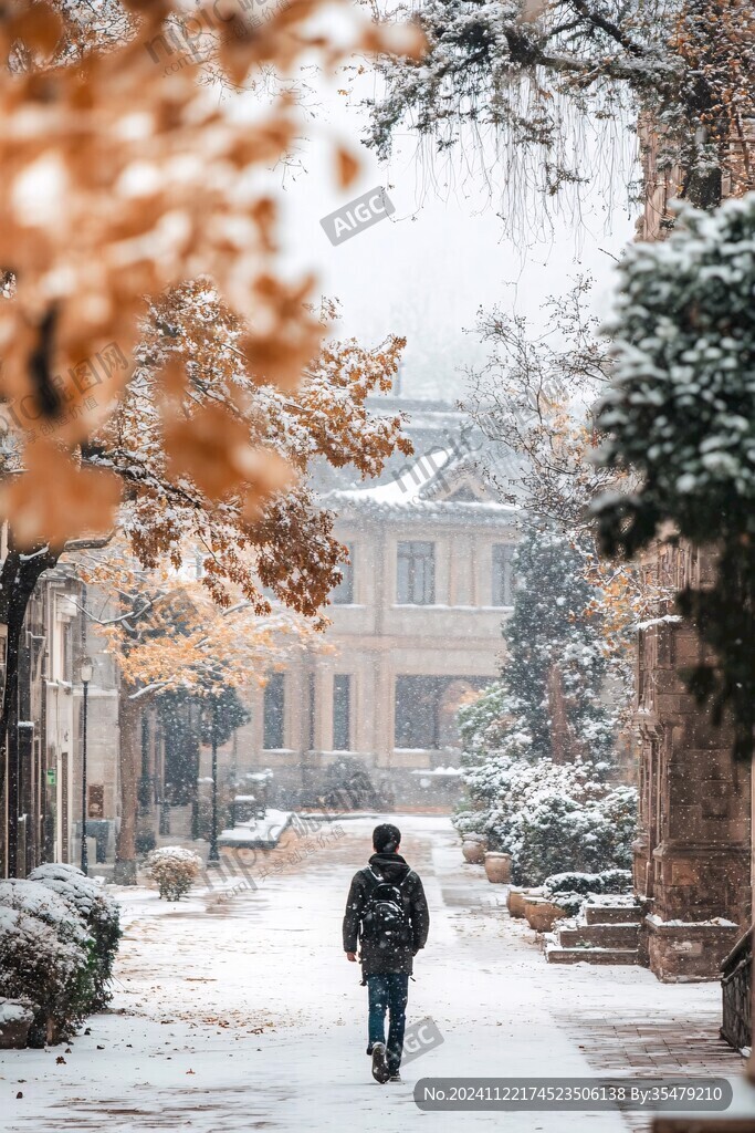 雪中梧桐