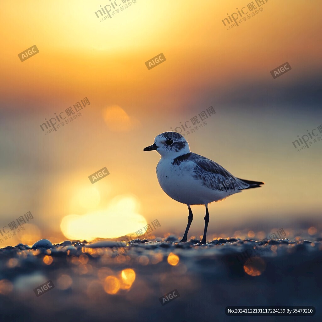 海鷗日出