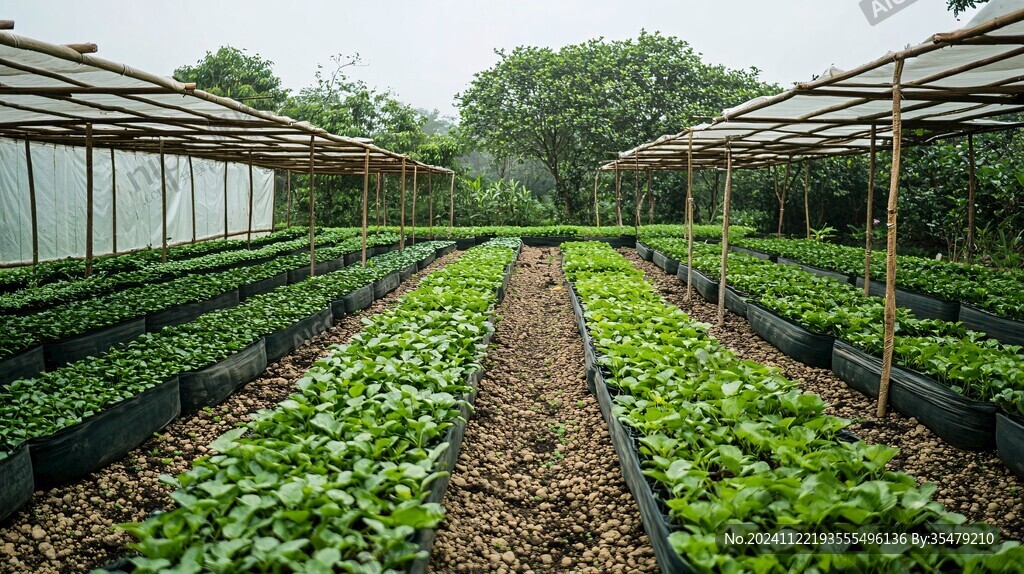 蔬菜種植基地農(nóng)家菜園