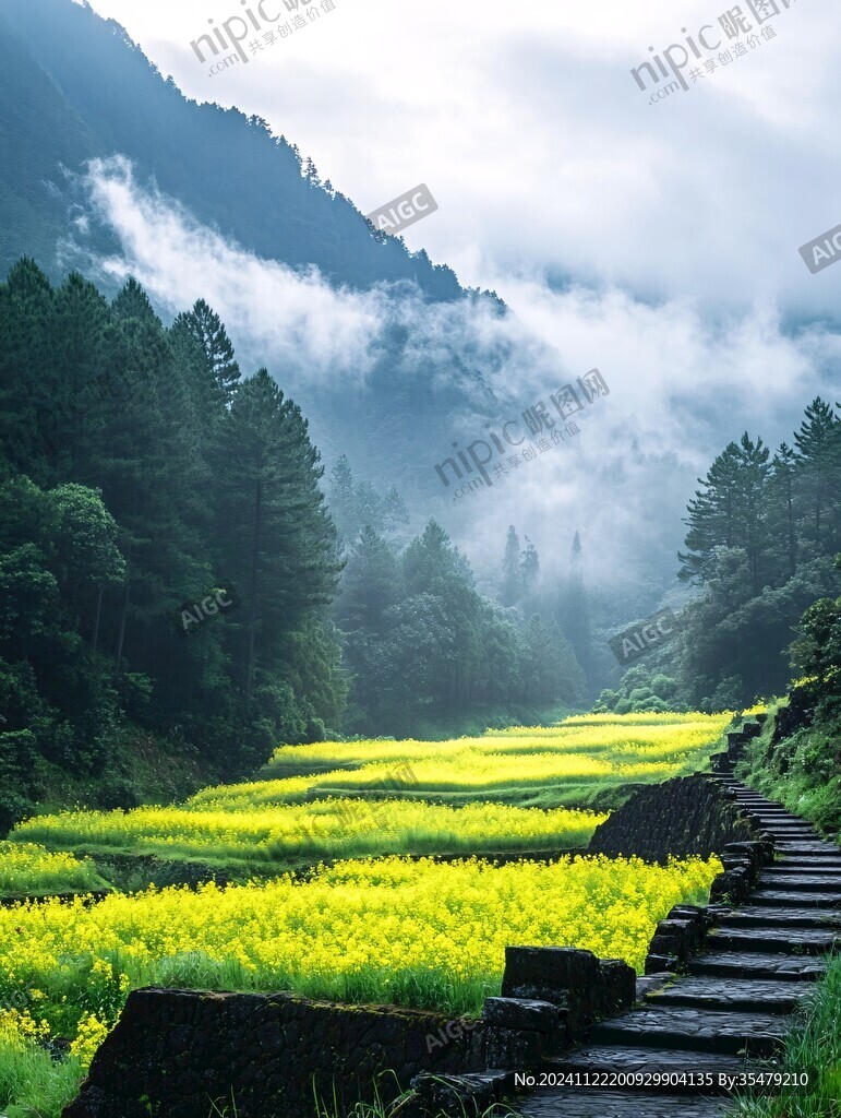 云霧中的油菜花