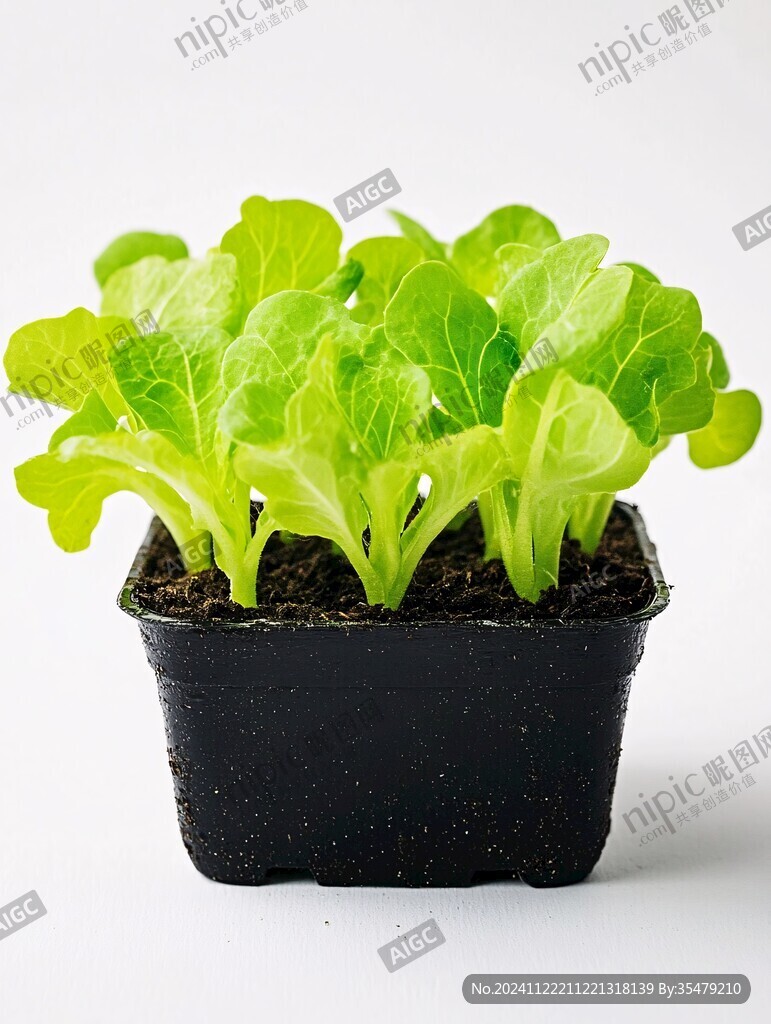 小白菜盆栽