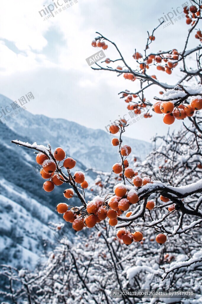 雪映紅果