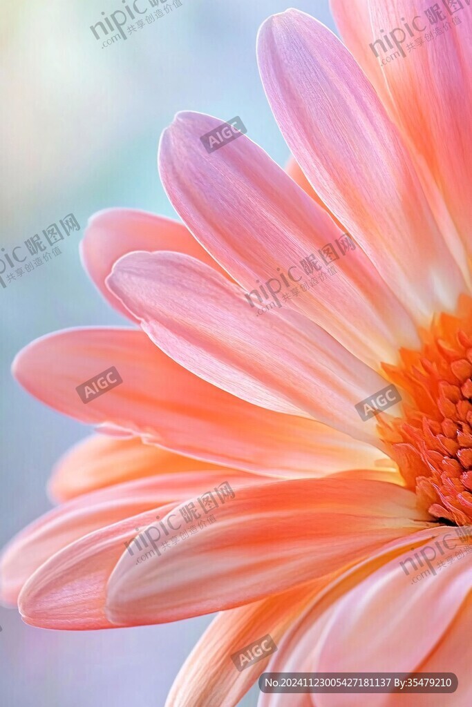 菊花鎖屏壁紙