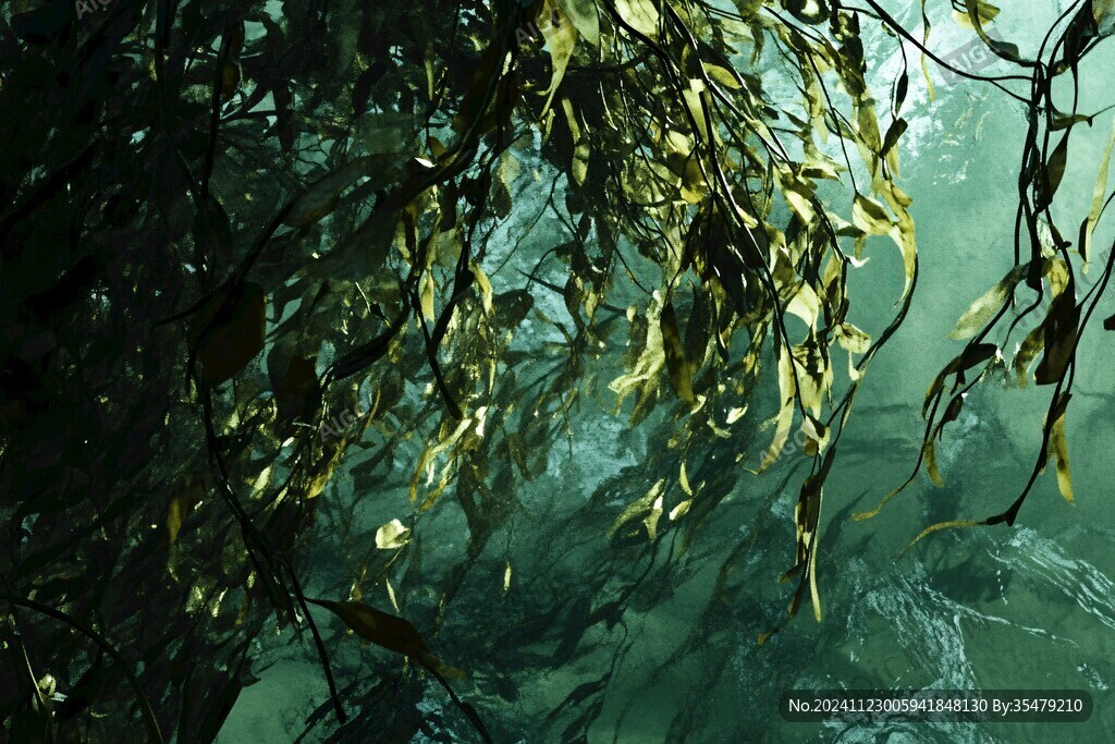 海草海草隨風飄蕩