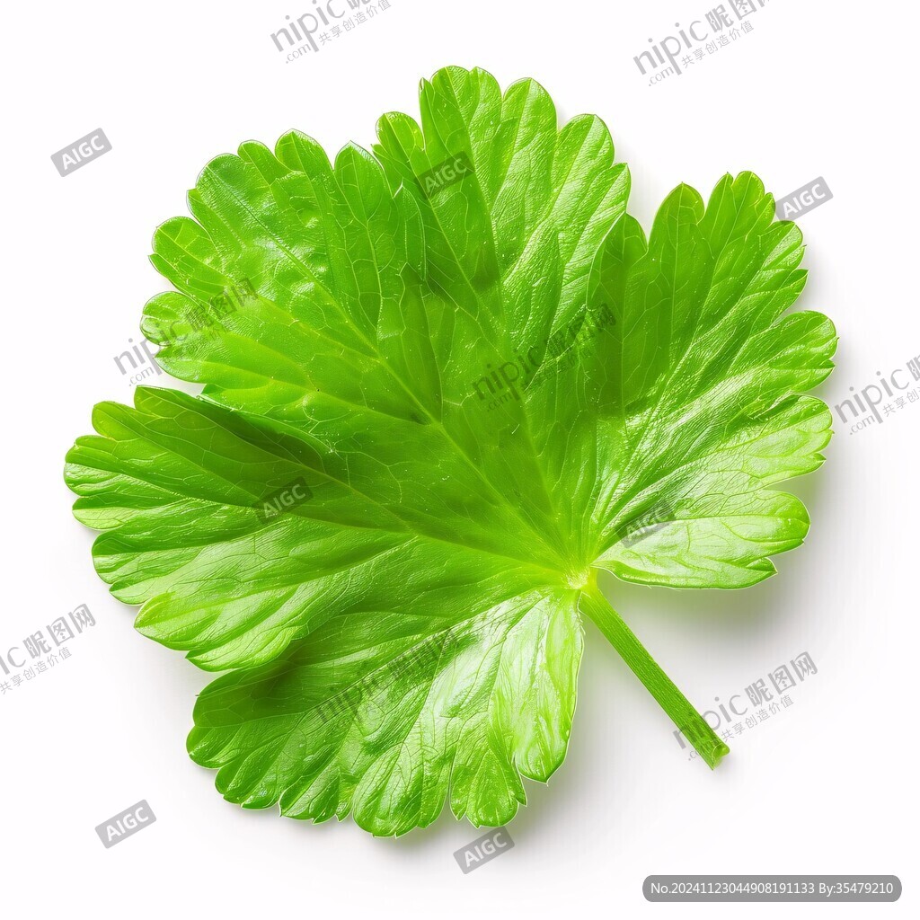 天竺葵葉