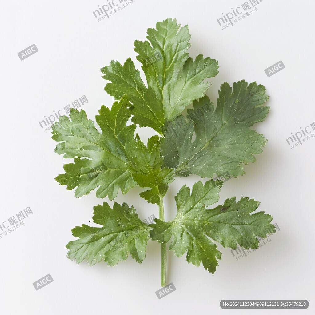 芫荽白底圖