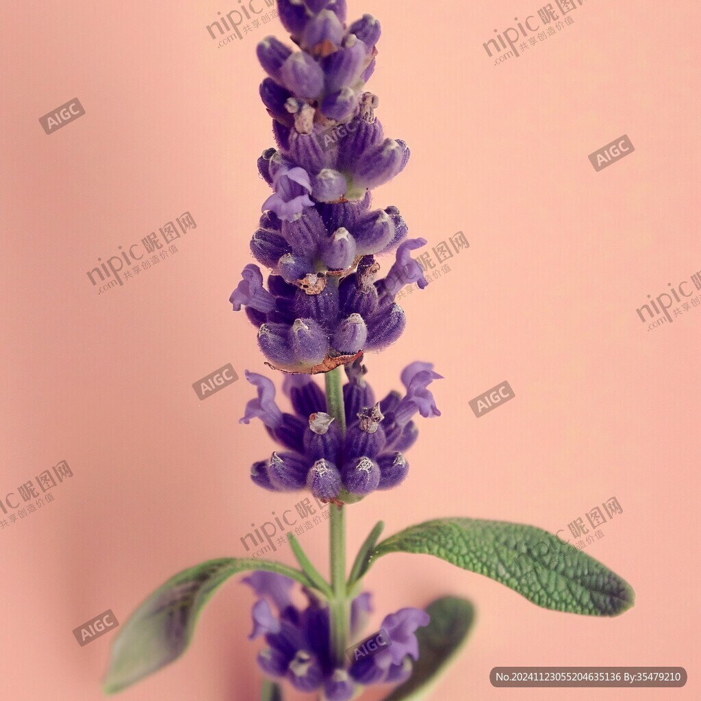 藍色梭魚草花苞