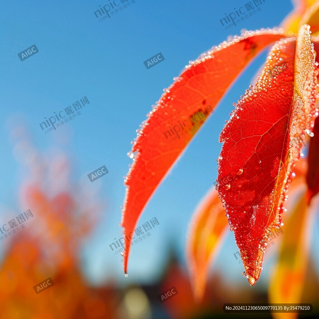 映霜紅