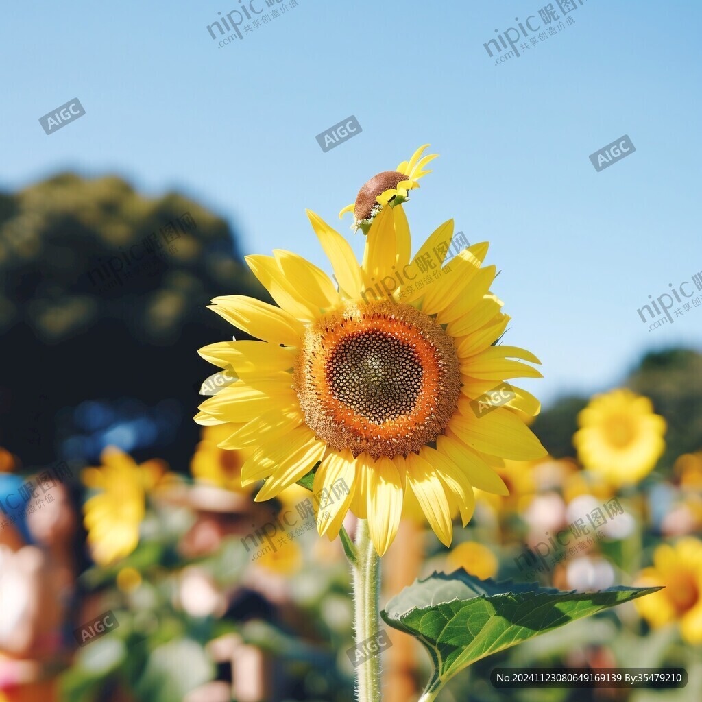 太陽(yáng)花向日葵蜜蜂