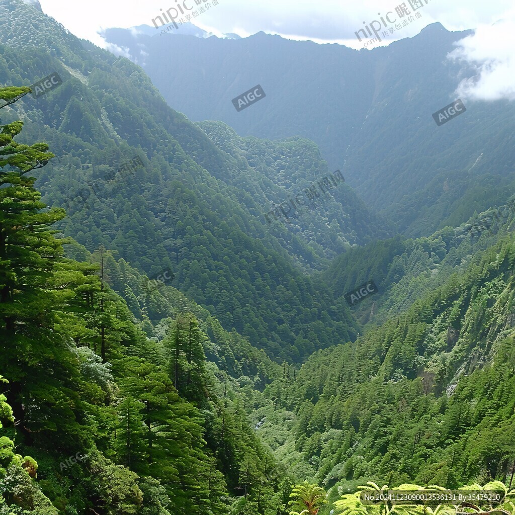 山谷人工林