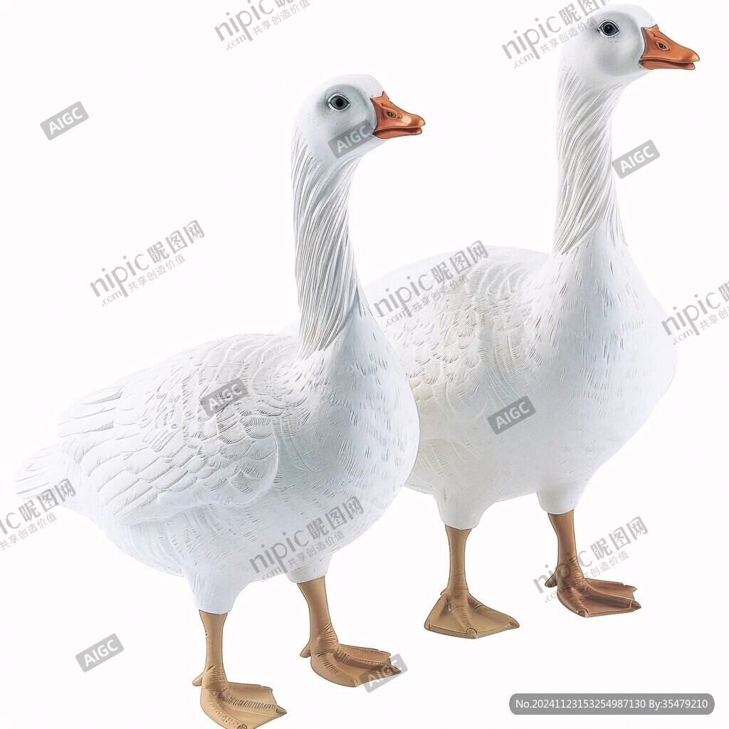 大白鵝素材