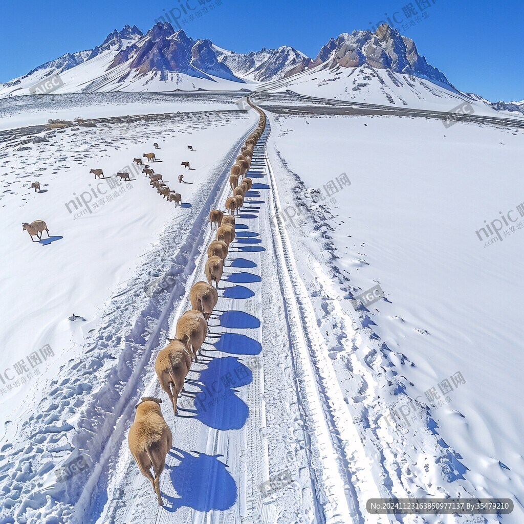 雪地駝隊