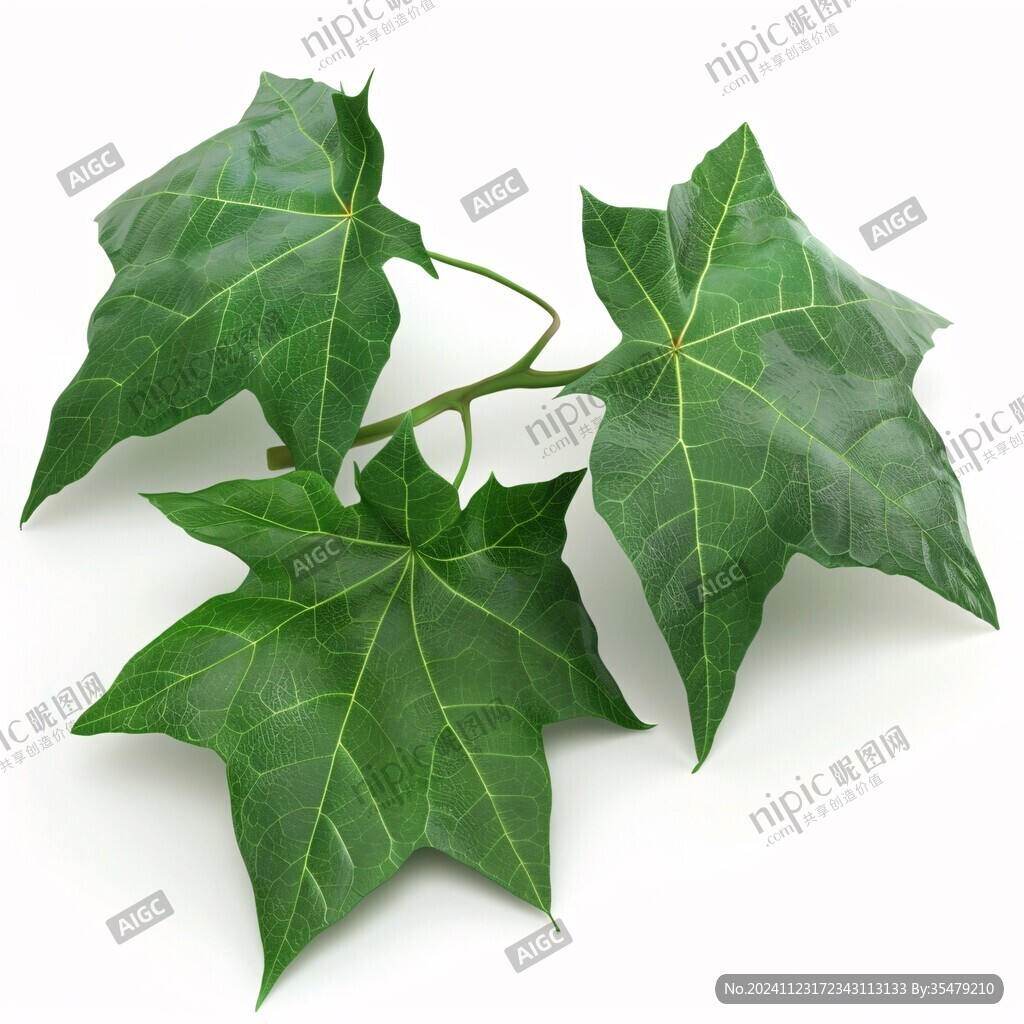 常青藤圖片