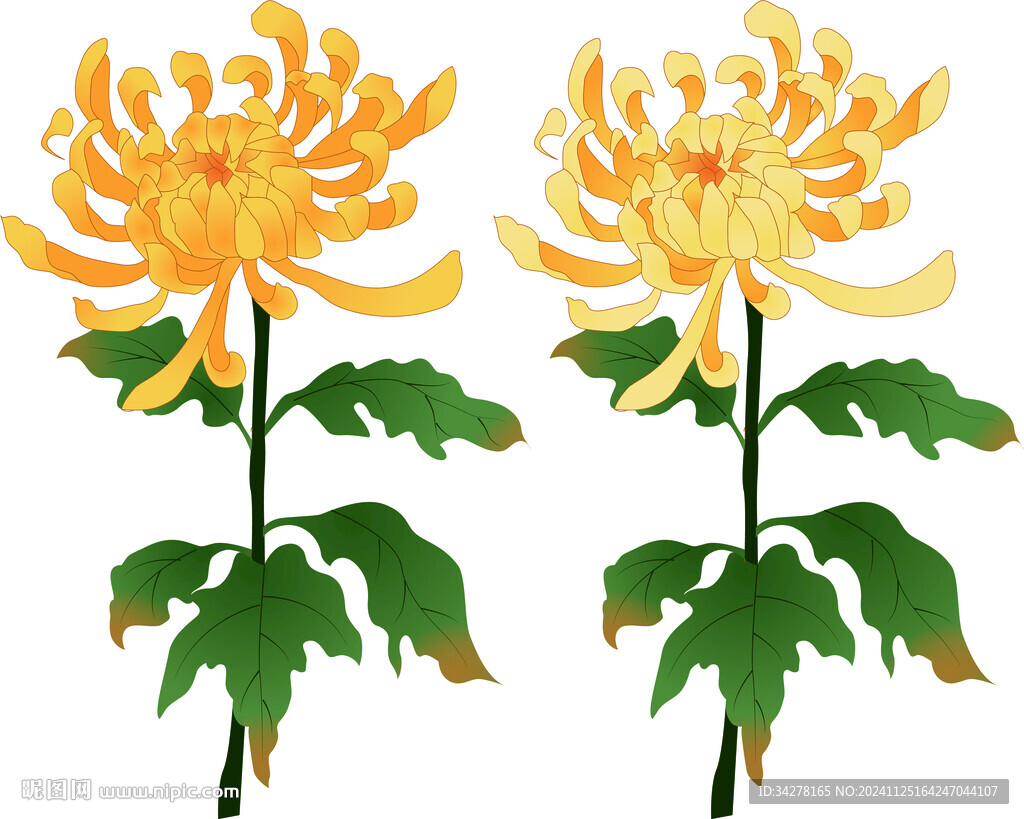 矢量菊花插畫