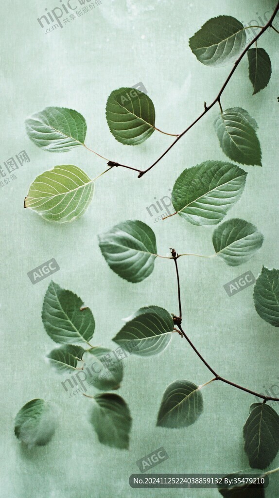 藤蔓綠植樹葉