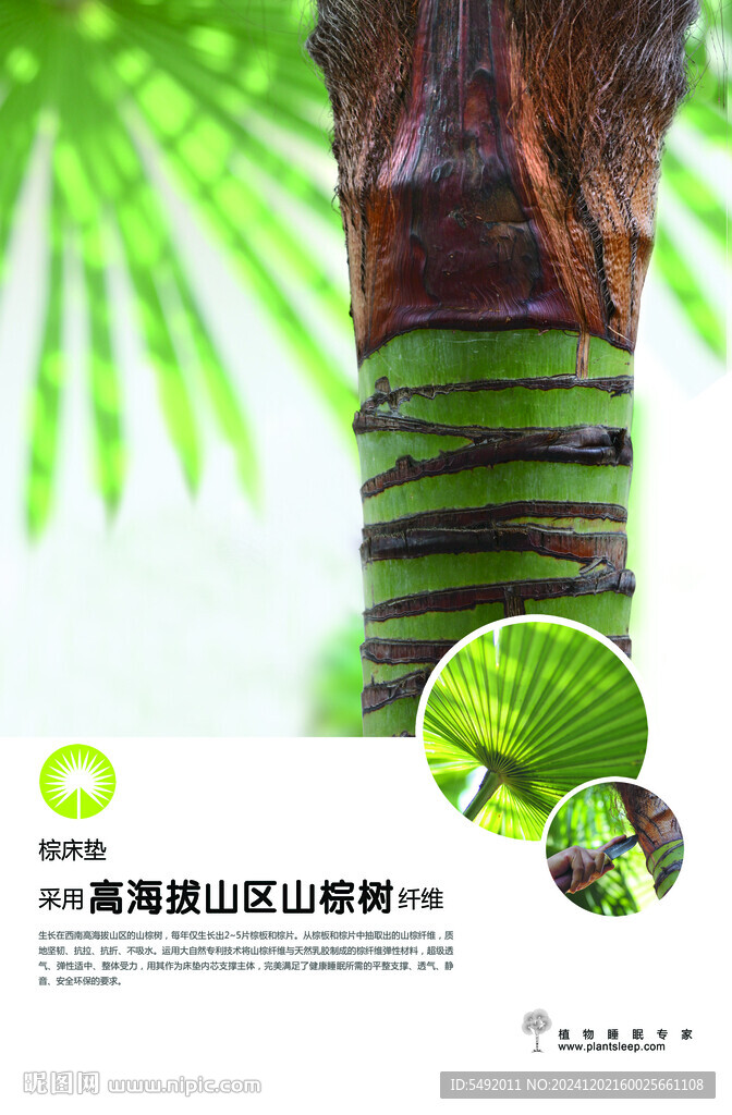 棕樹