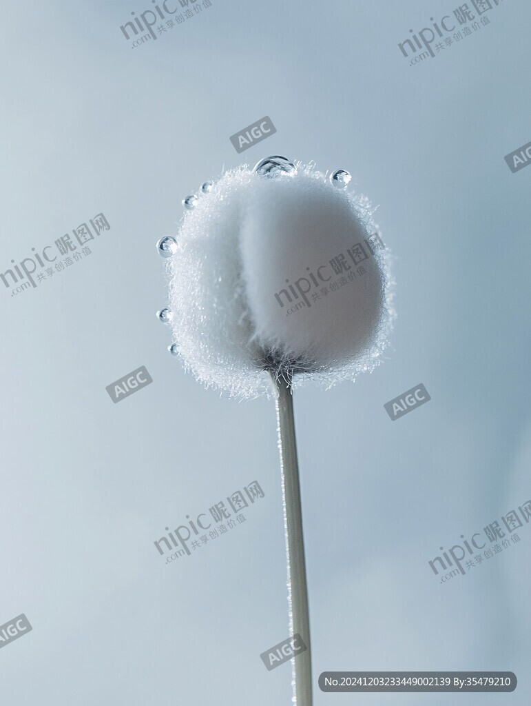霜打的棉花