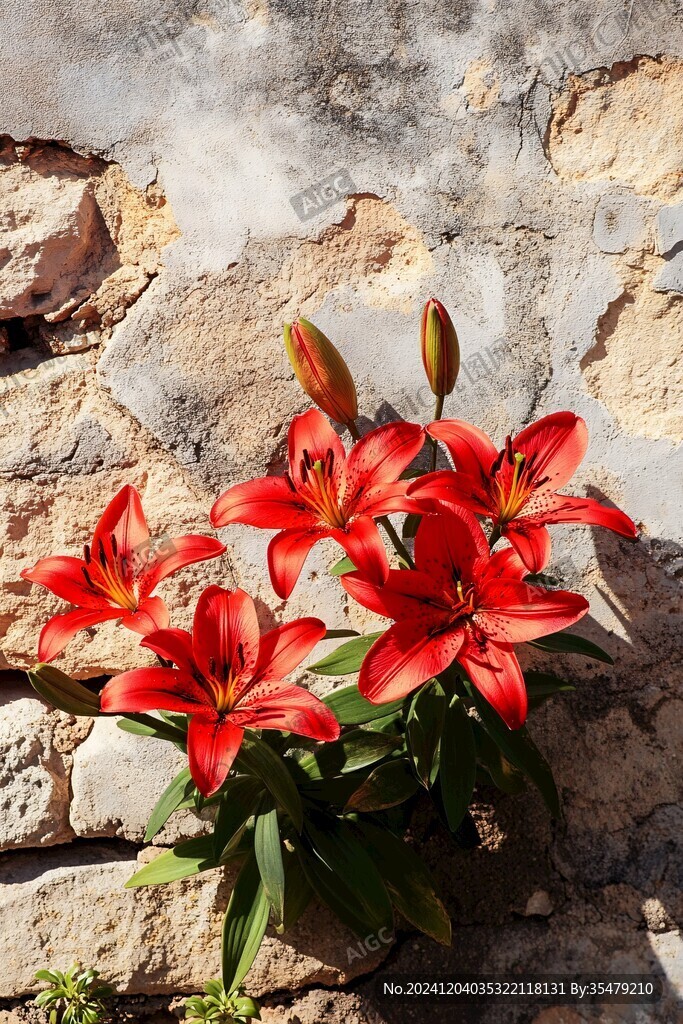 墻邊紅花