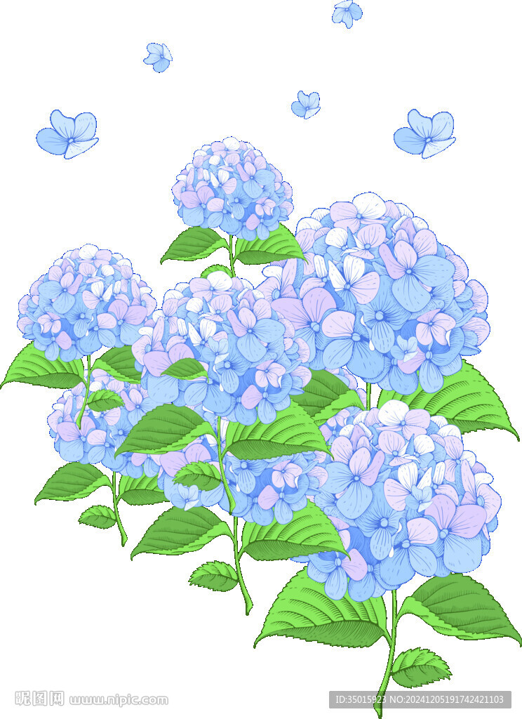 繡球花