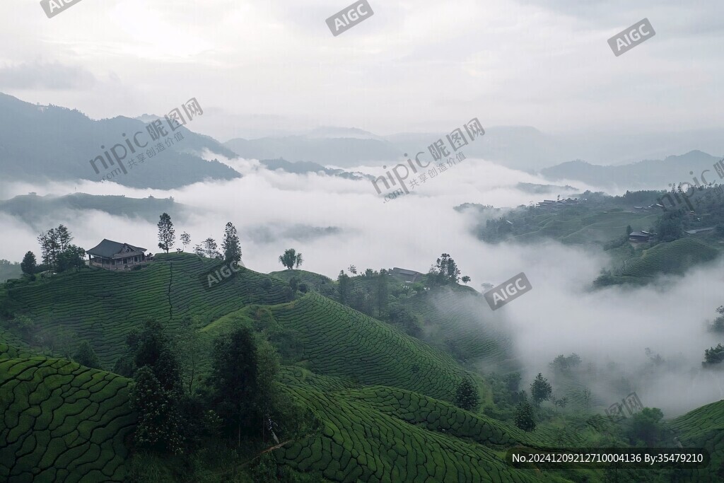 茶山曉霧