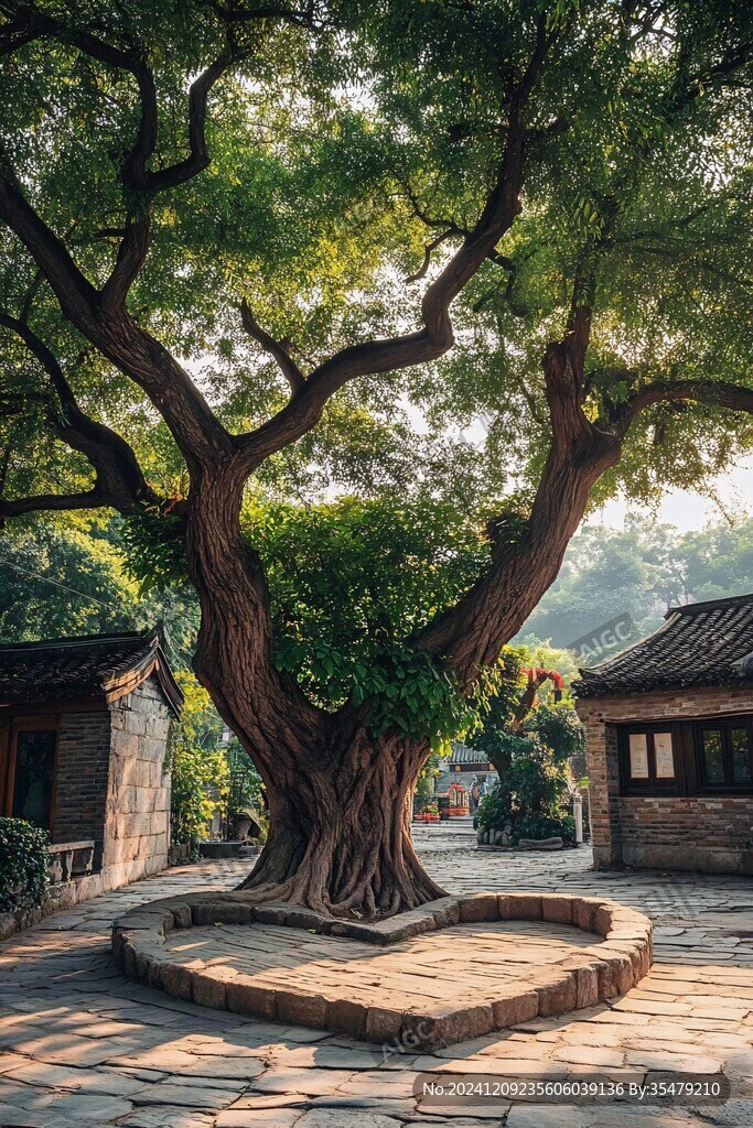 古槐庭院