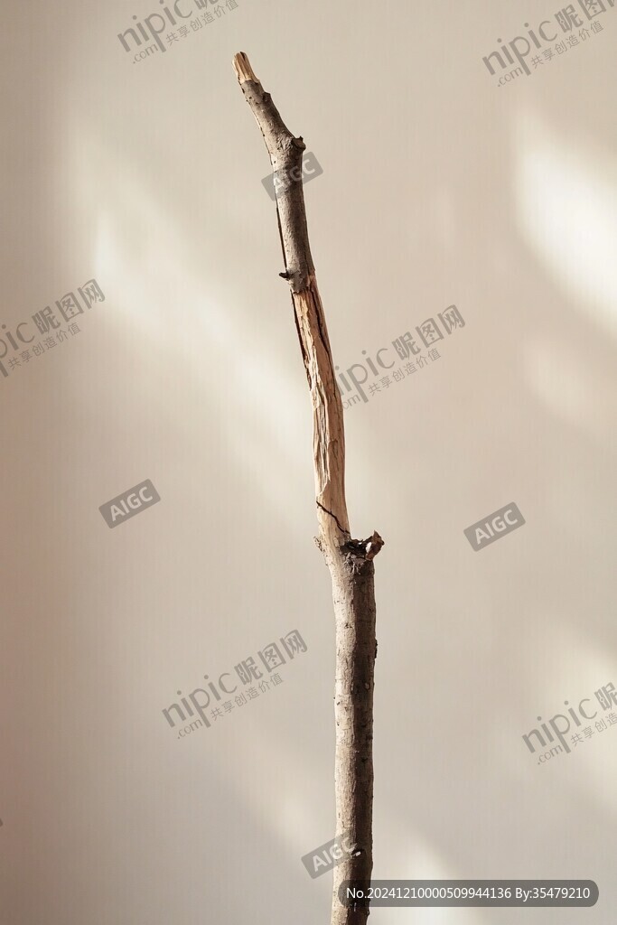 枯枝發(fā)新芽