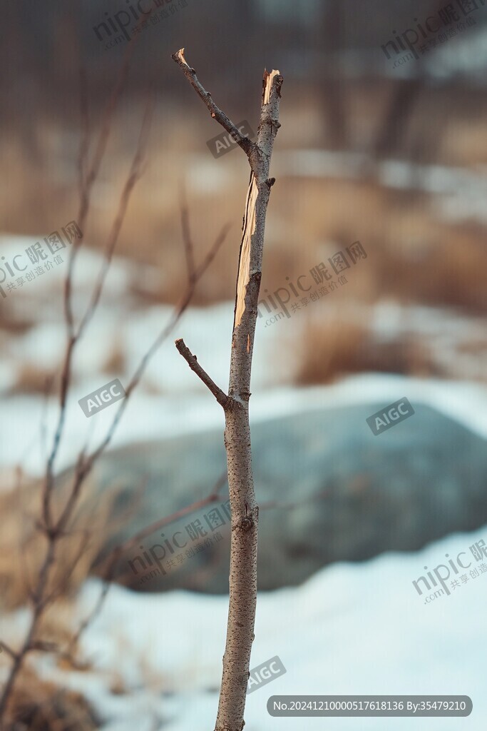 北方冬日樹(shù)干