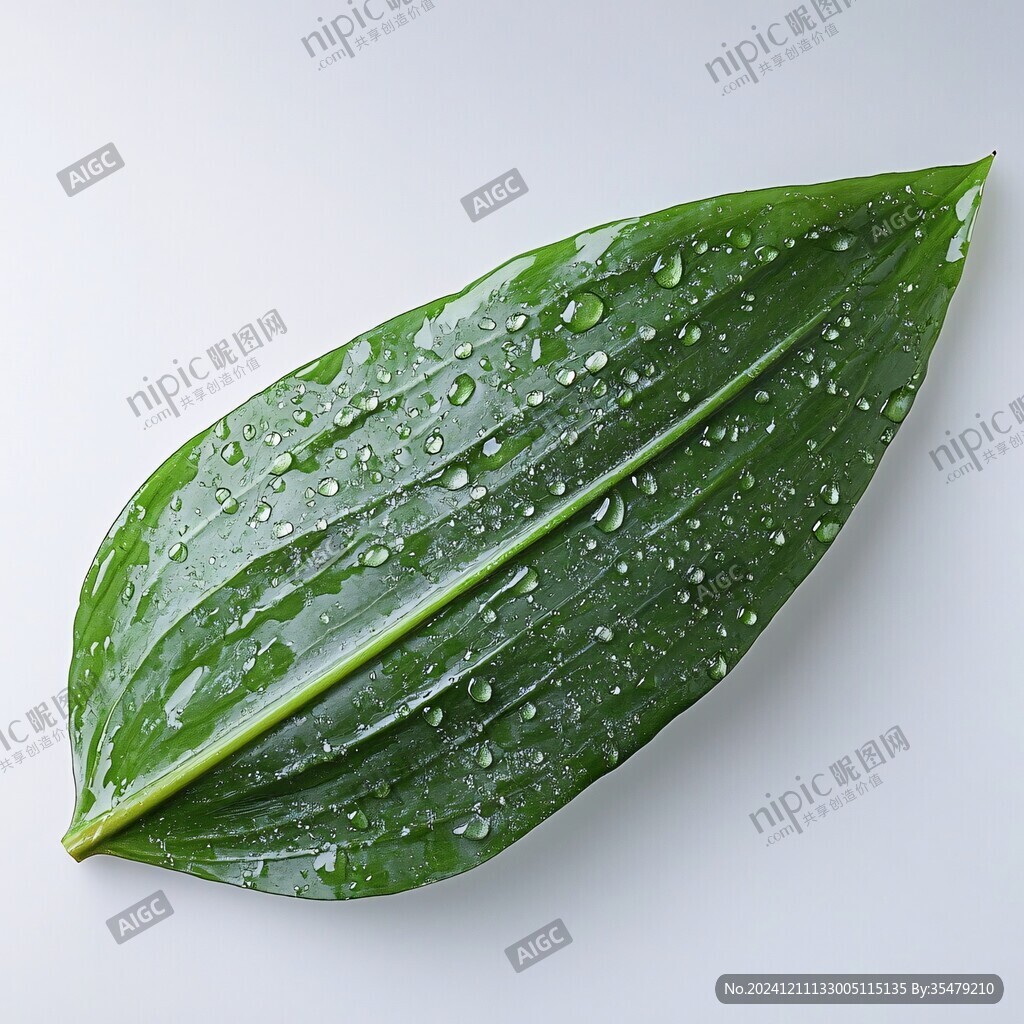 萬年青樹葉上雨珠