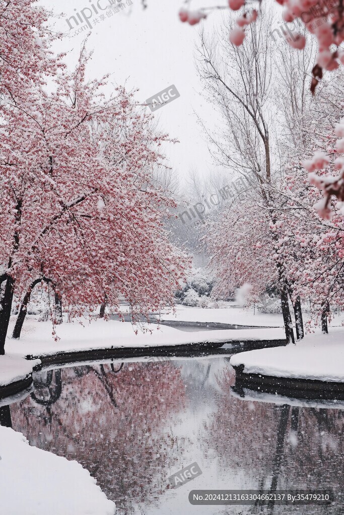 雪中紅楓