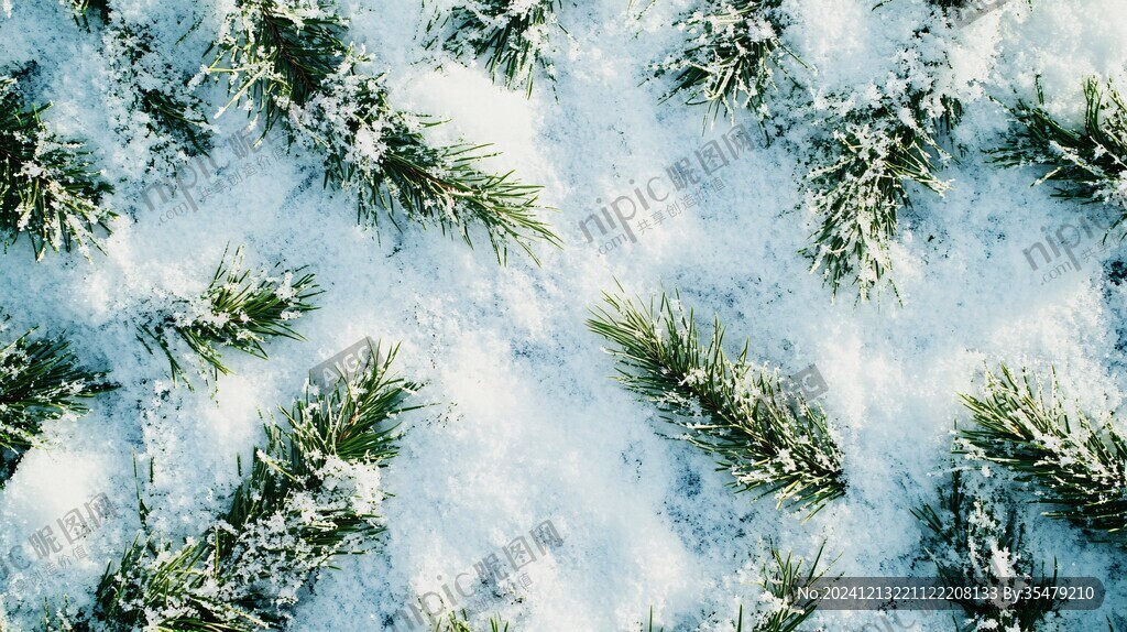 落雪的松樹枝