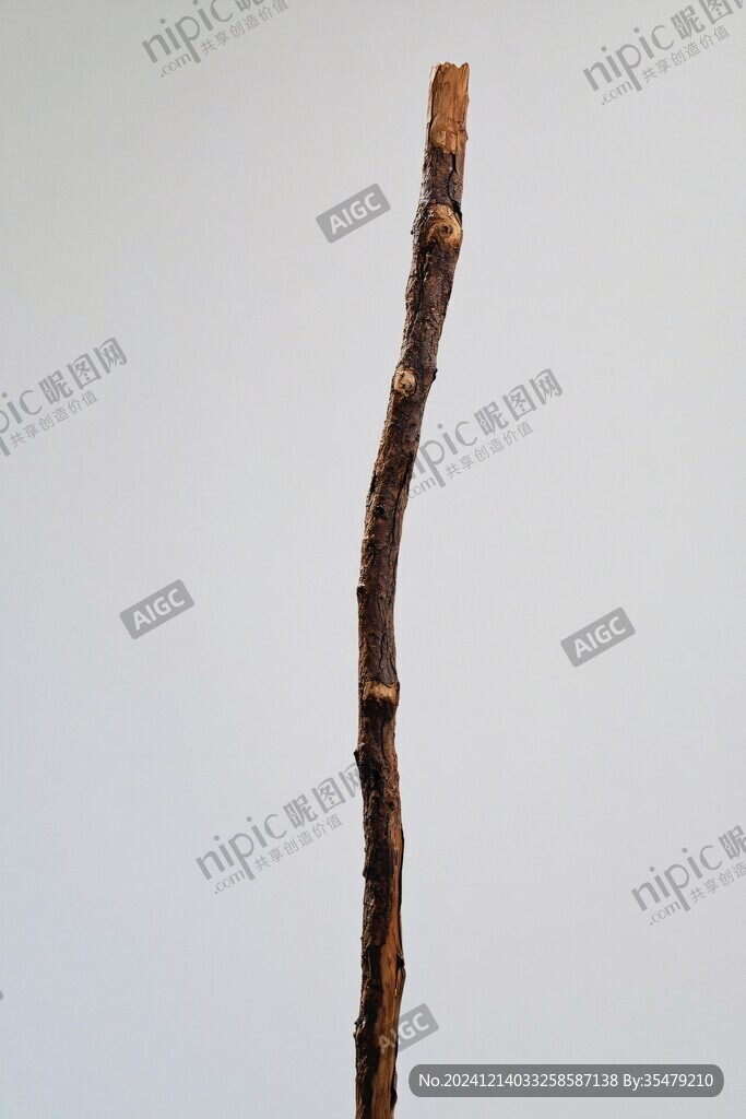 一枝枯樹枝