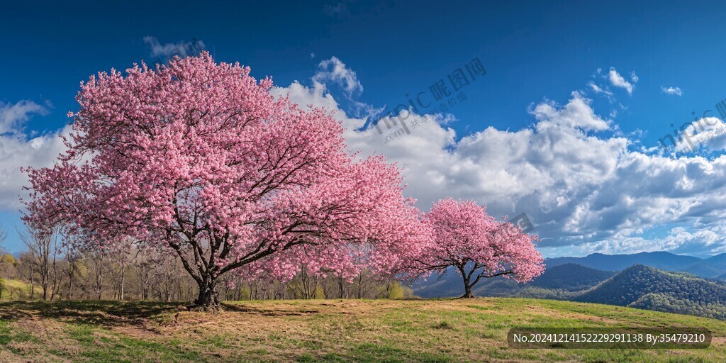 山櫻花樹