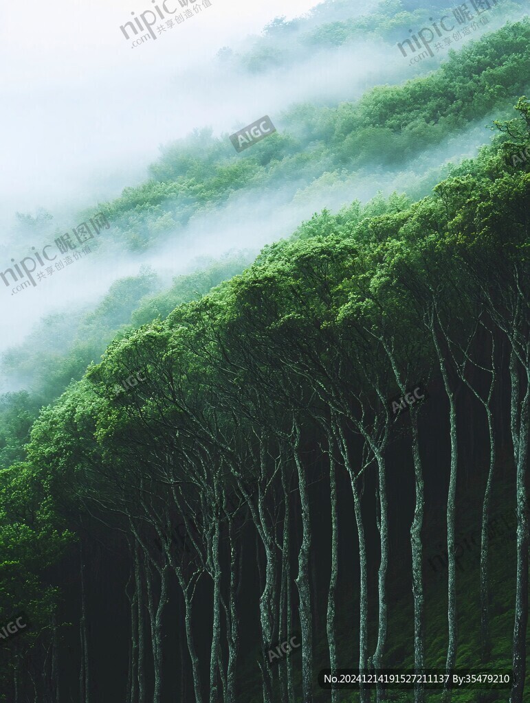 山林樹木霧氣
