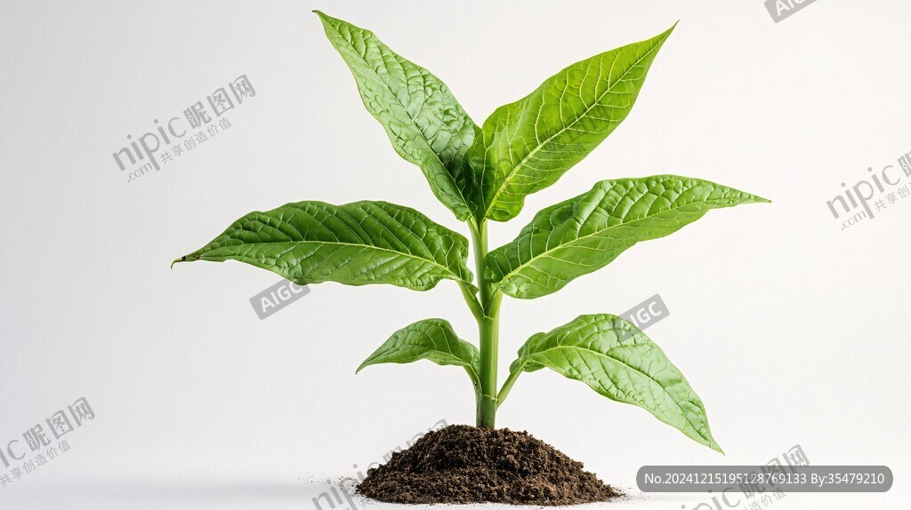 一棵煙草