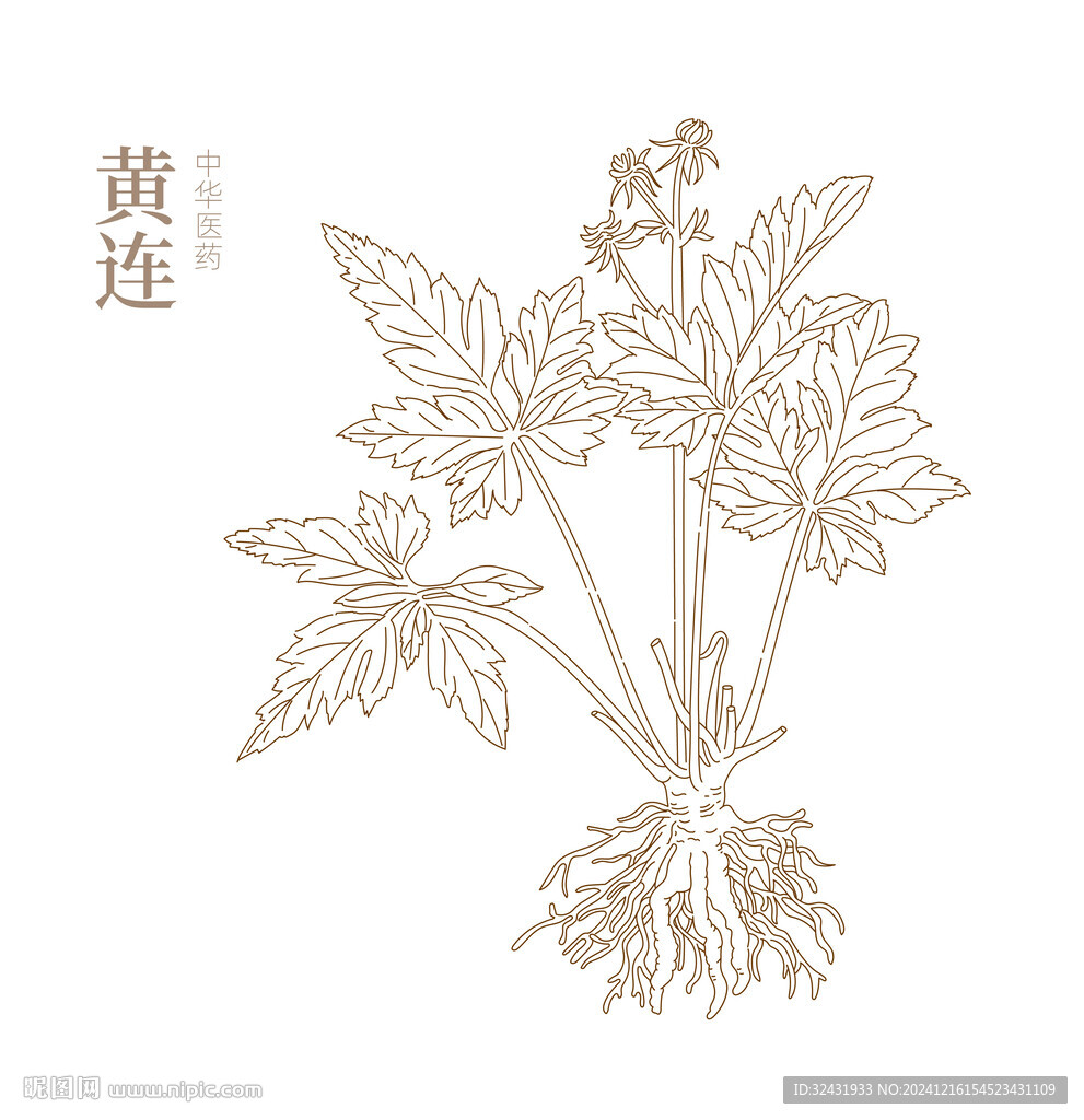 中藥黃連