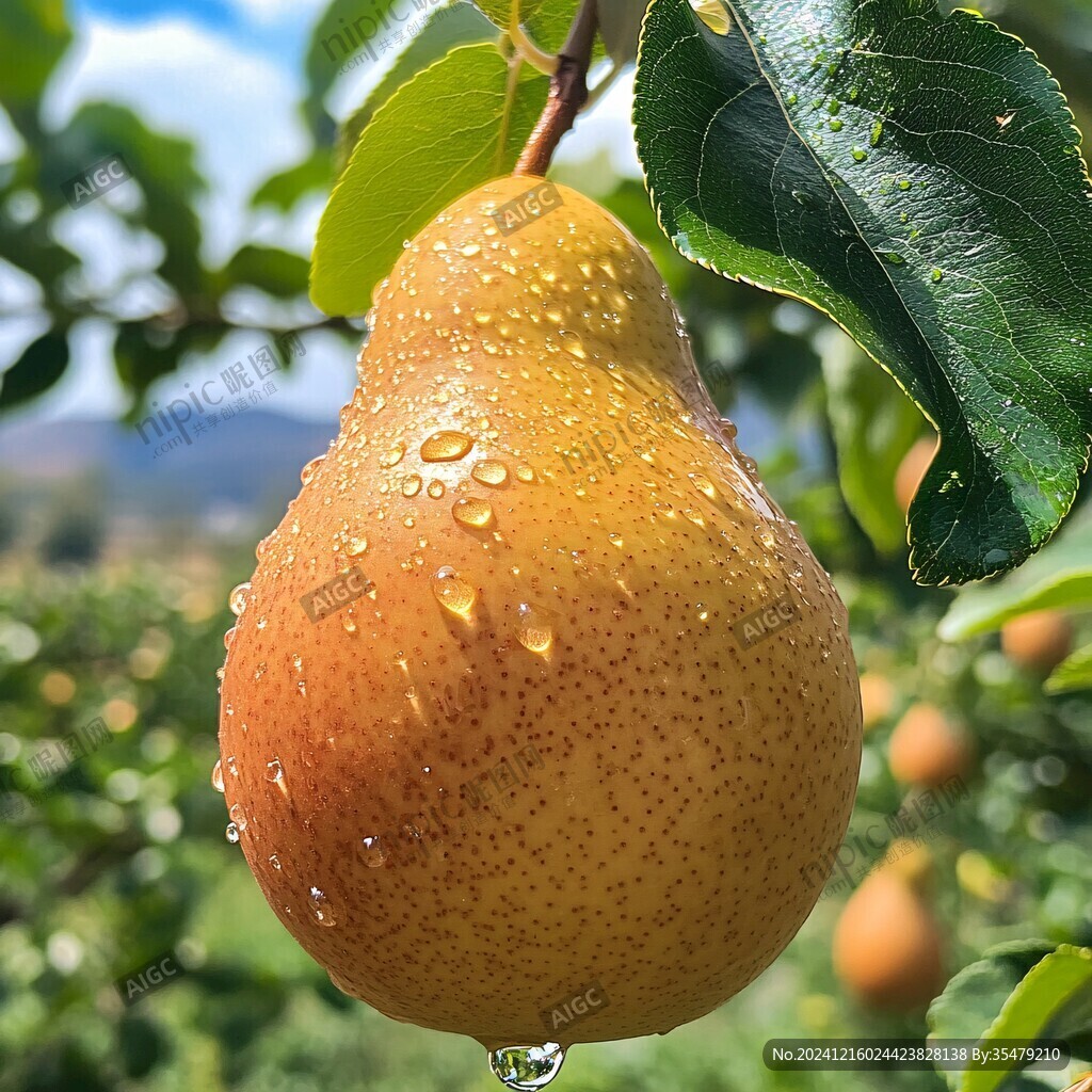 高山紅皮梨